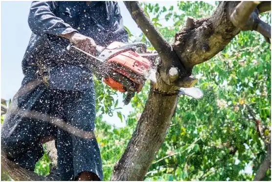 tree services Ellsworth